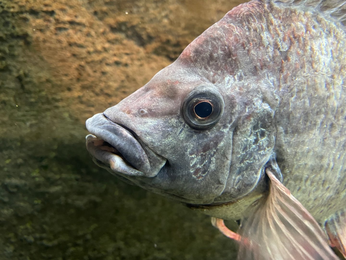 Mangarahara Cichlid, Ptychochromis insolitus