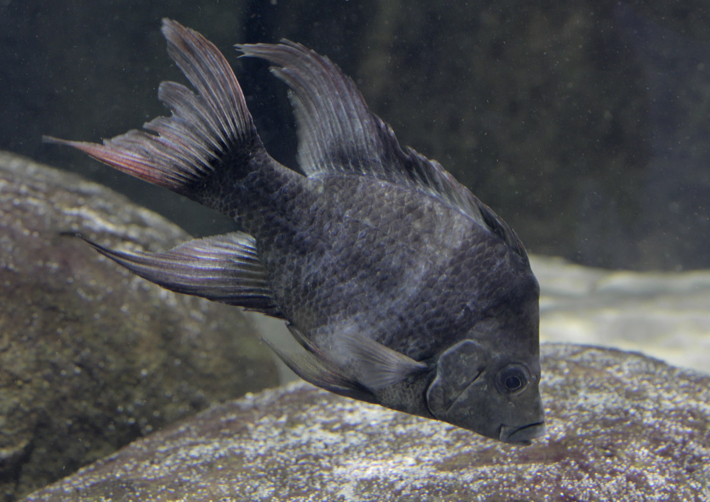 Mangarahara cichlid