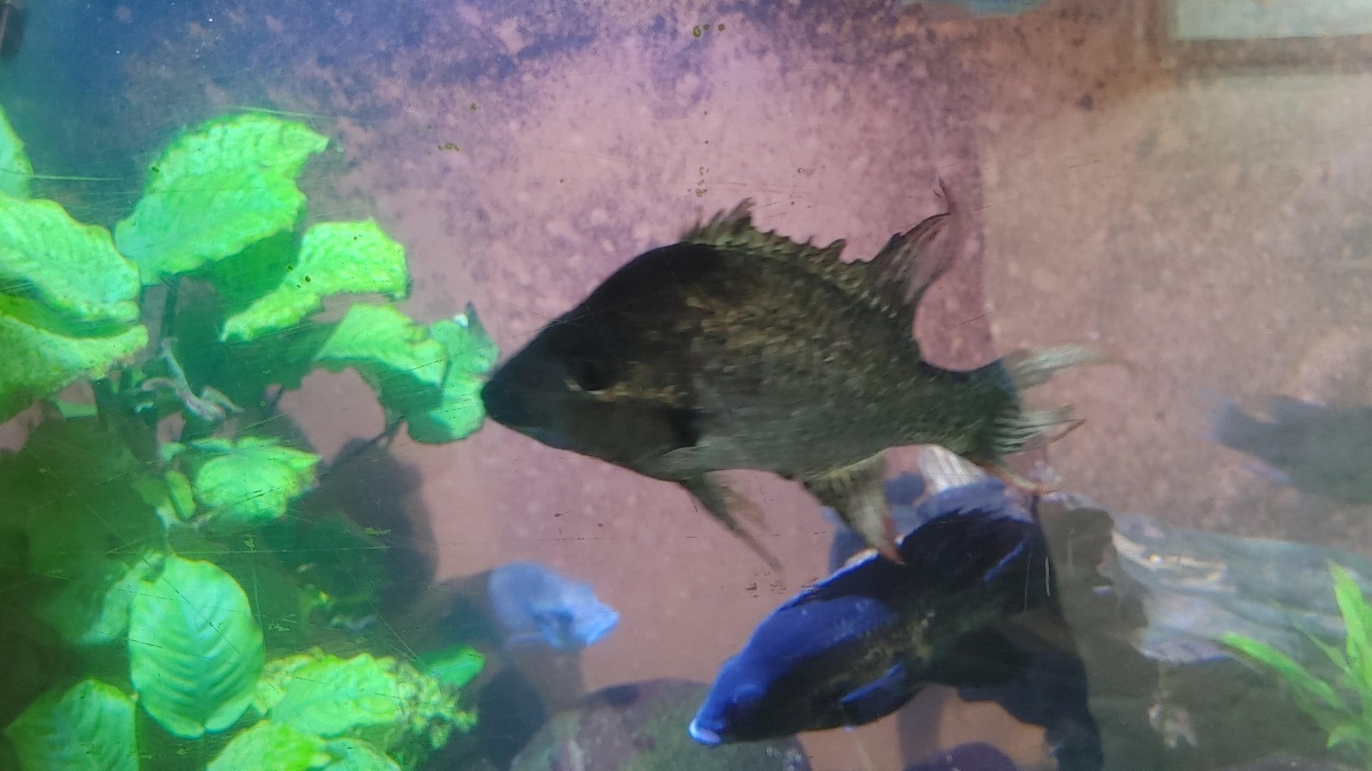 Mangarahara Cichlid