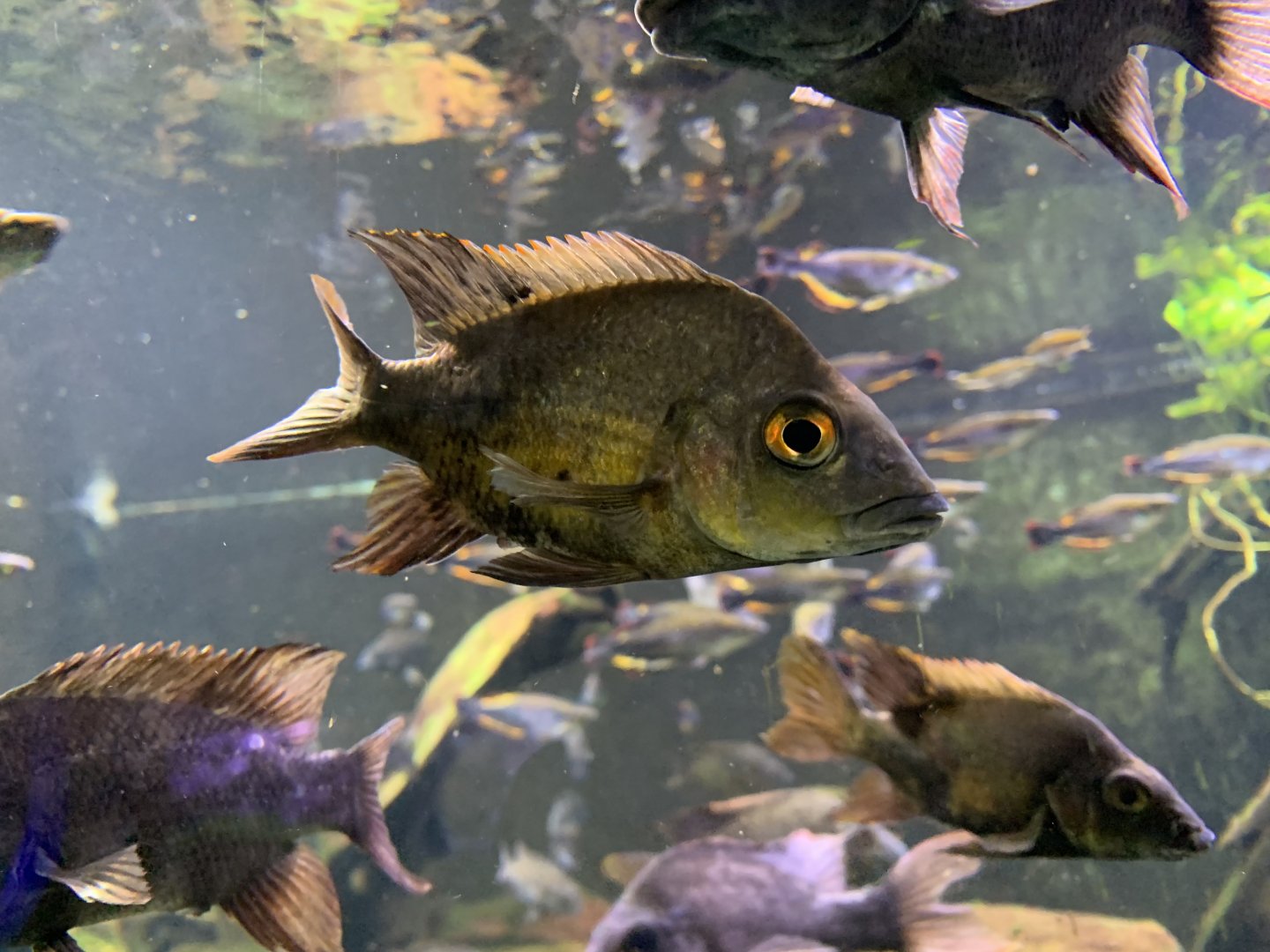 Mangarahara cichlid