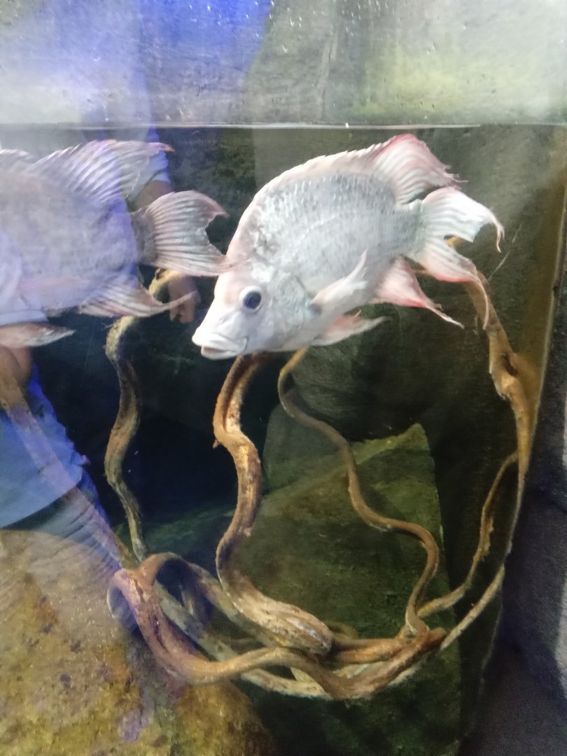 Mangarahara Cichlid