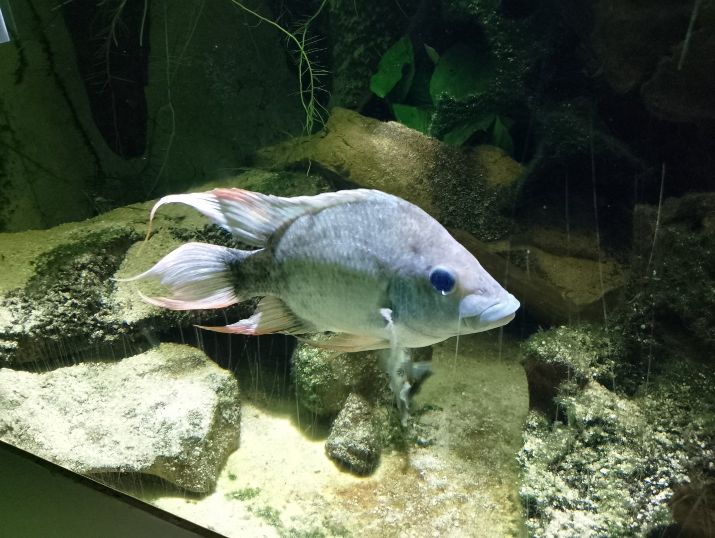 Mangarahara cichlid