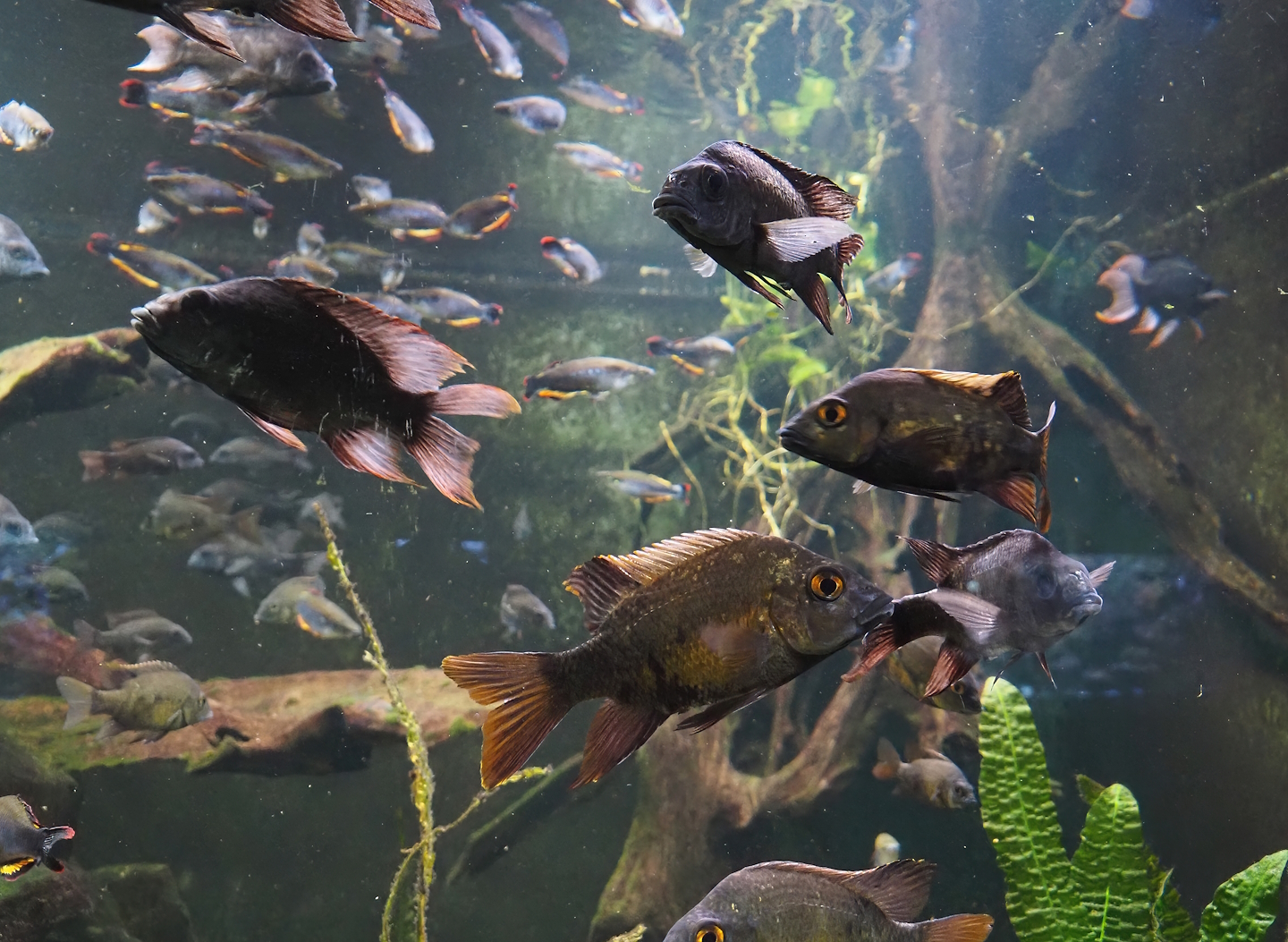 Mangarahara cichlids (Ptychochromis insolitus) and Loiselle's Malagasy cichlids (Ptychochromis loisellei), 2024-06-08