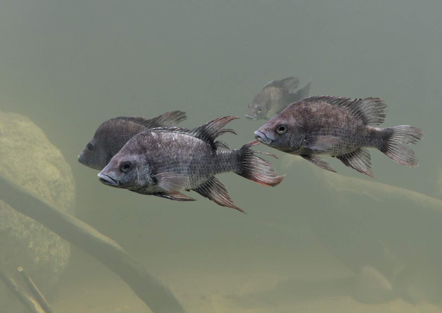 Mangarahara cichlids