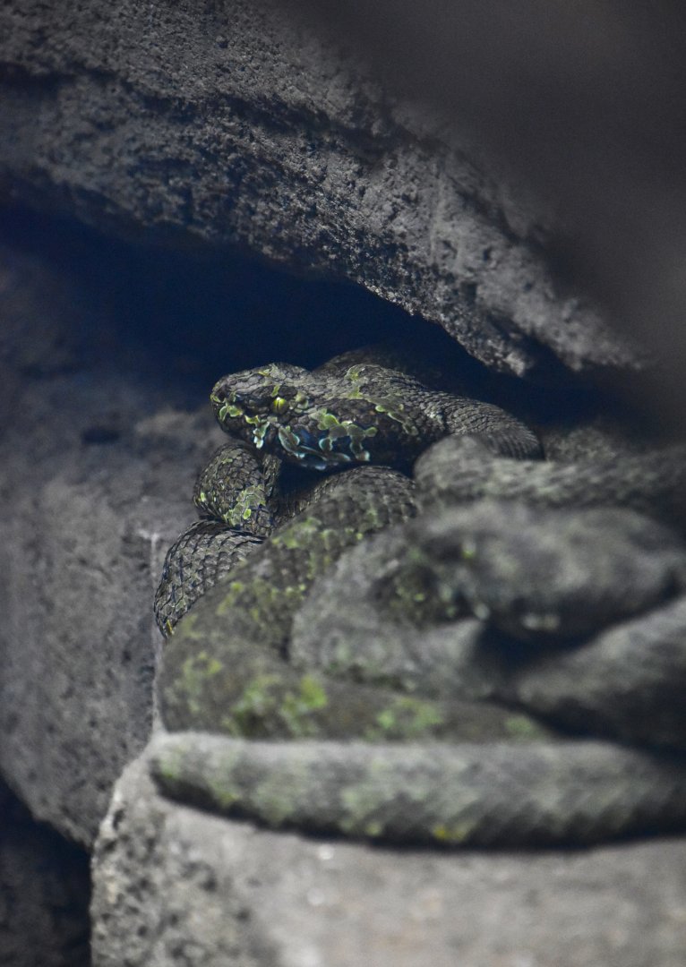 Manghsan pitvipers, Protobothrops mangshanensis