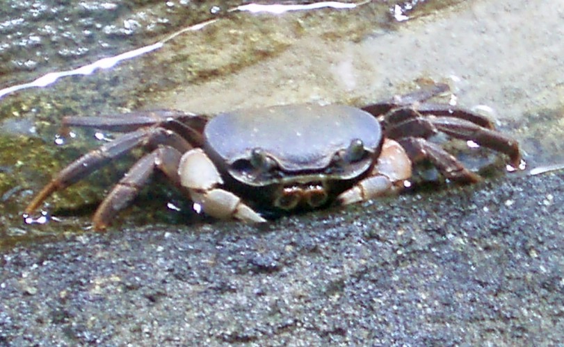 Manglar Crab (Gecarcinus lateralis)