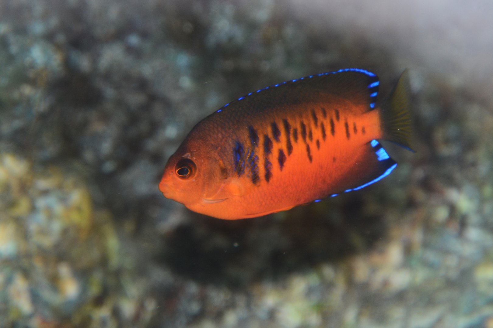 Mango angelfish (Centropyge shepardi)