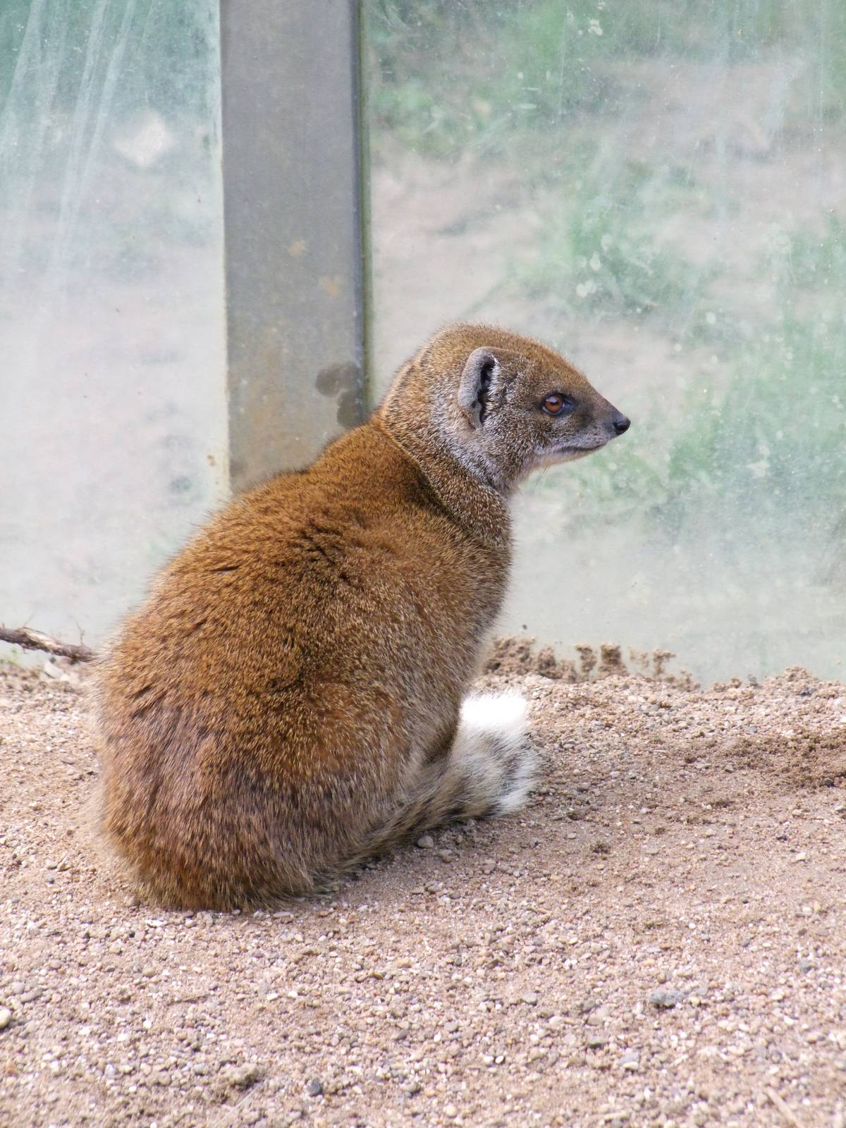 Mangouste jaune (cynictis penicillata)