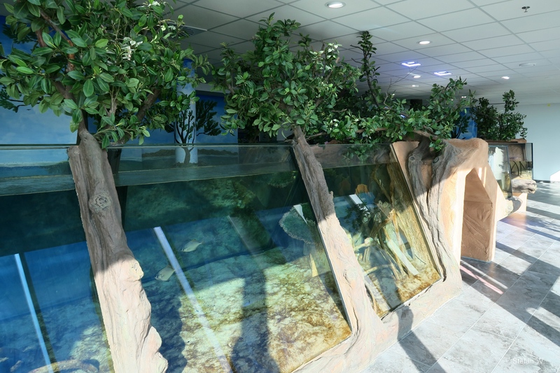 Mangrove - 8th floor