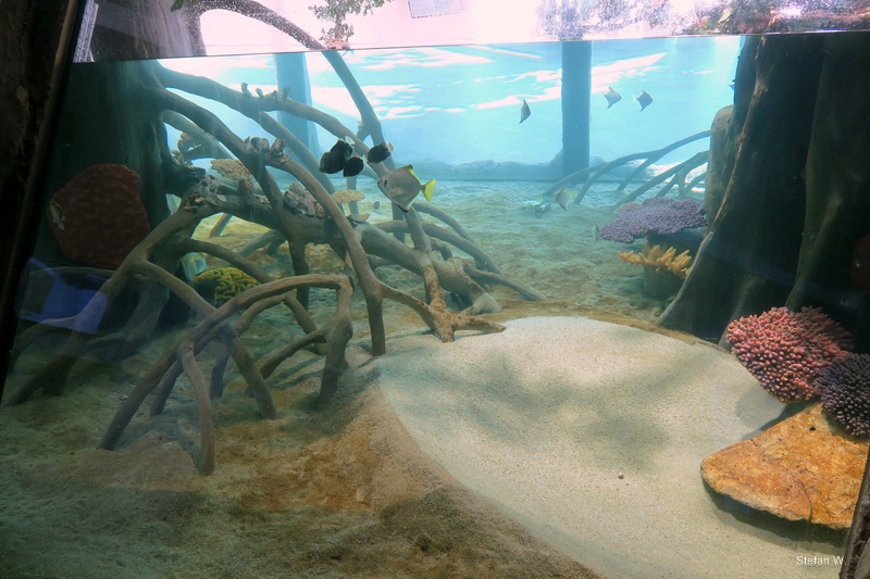 Mangrove - 8th floor