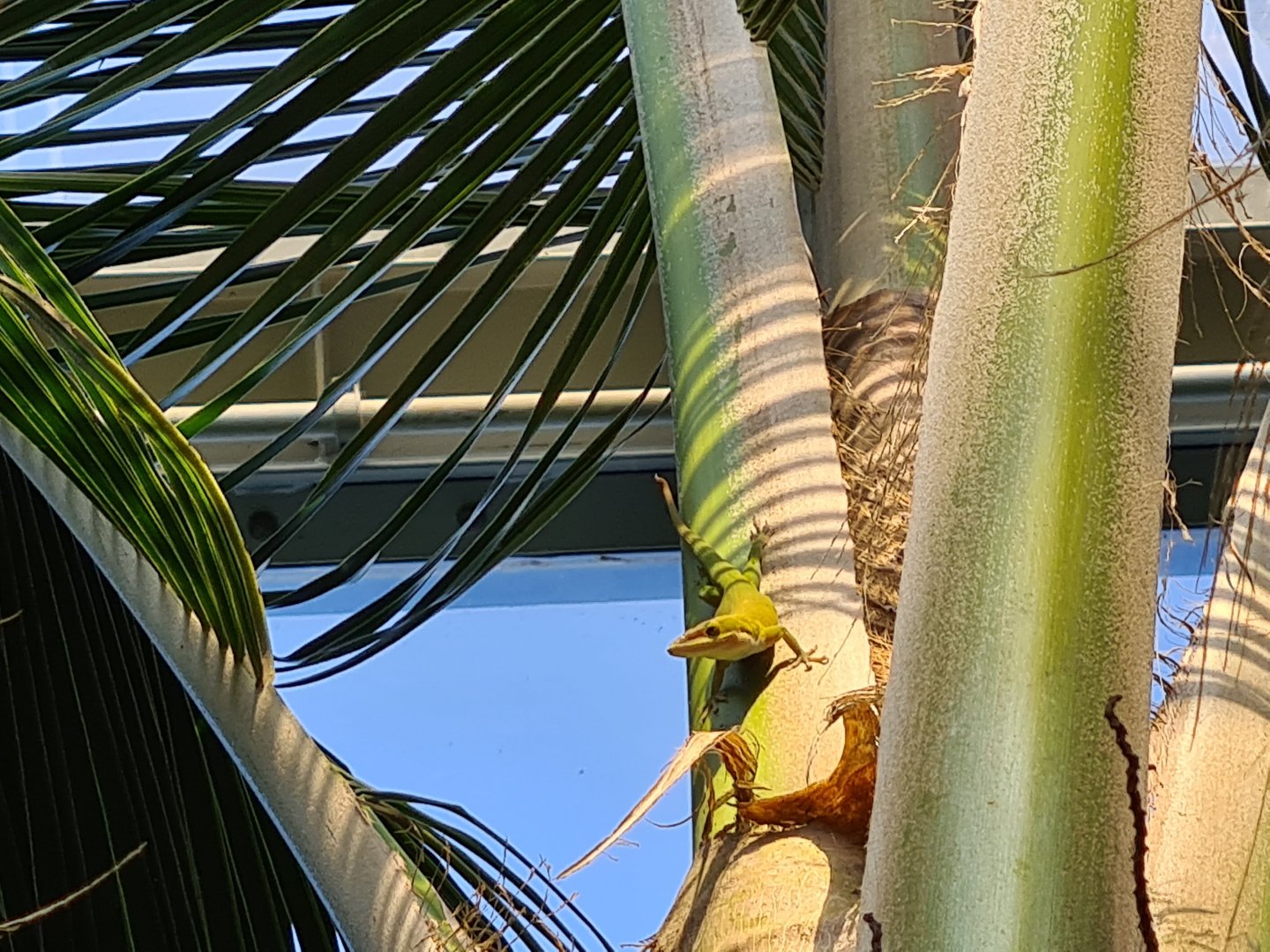 Mangrove - Allison's anole