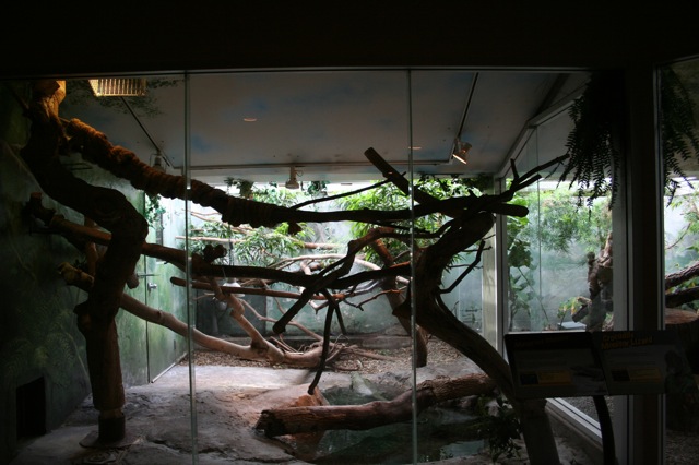 Mangrove and Crocodile Monitor