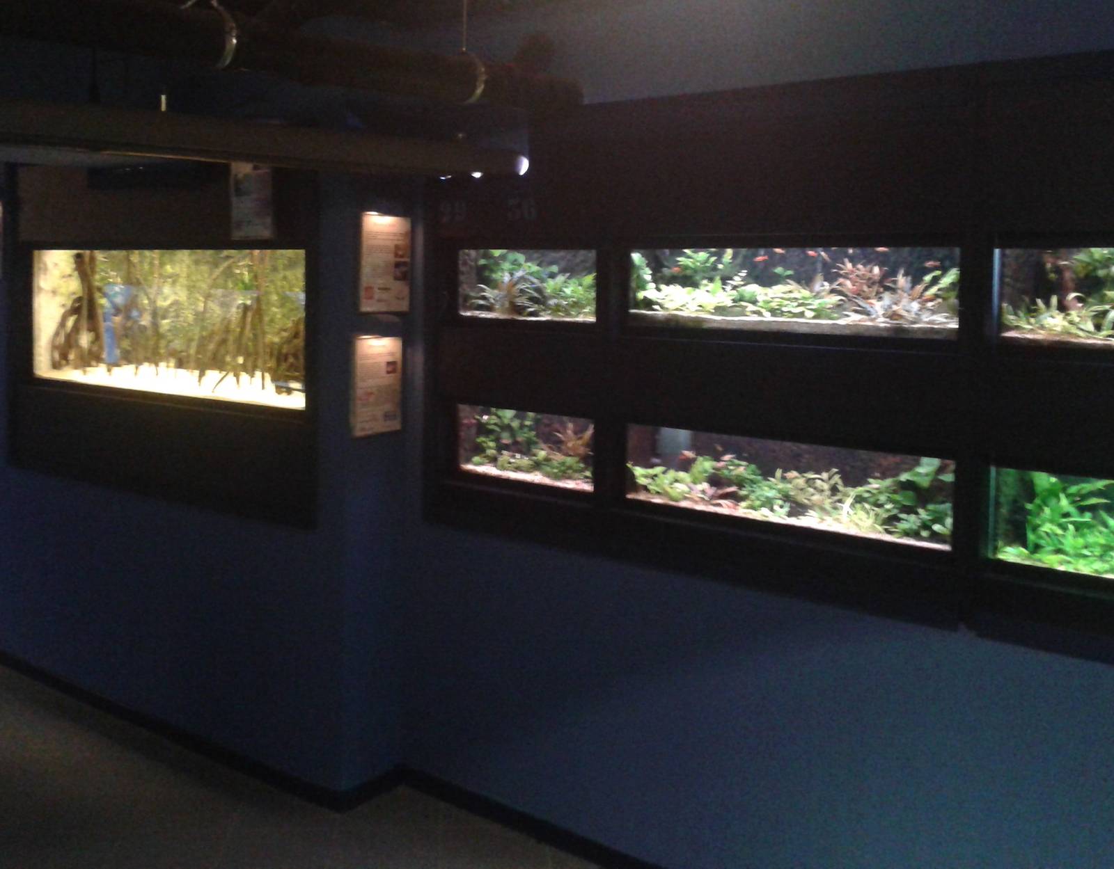 Mangrove and freshwater aquariums