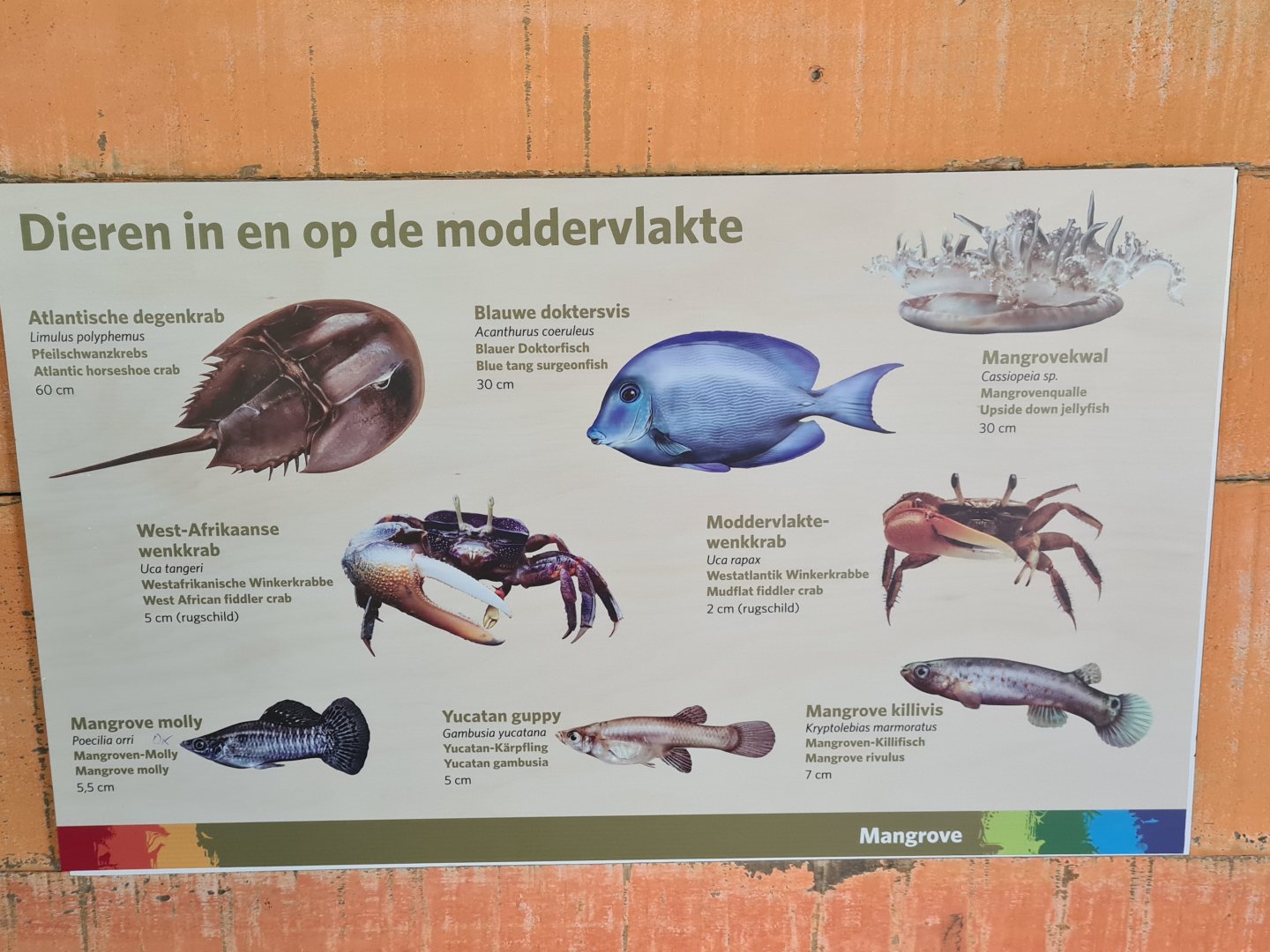 Mangrove - 'Animals on the mudflats' signage