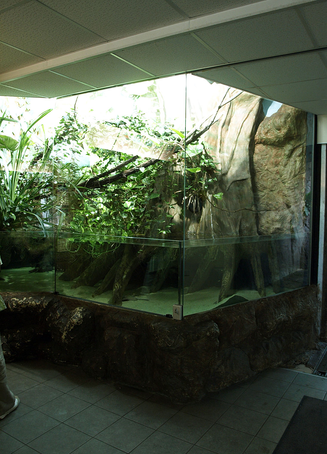 Mangrove Aqua-terrarium