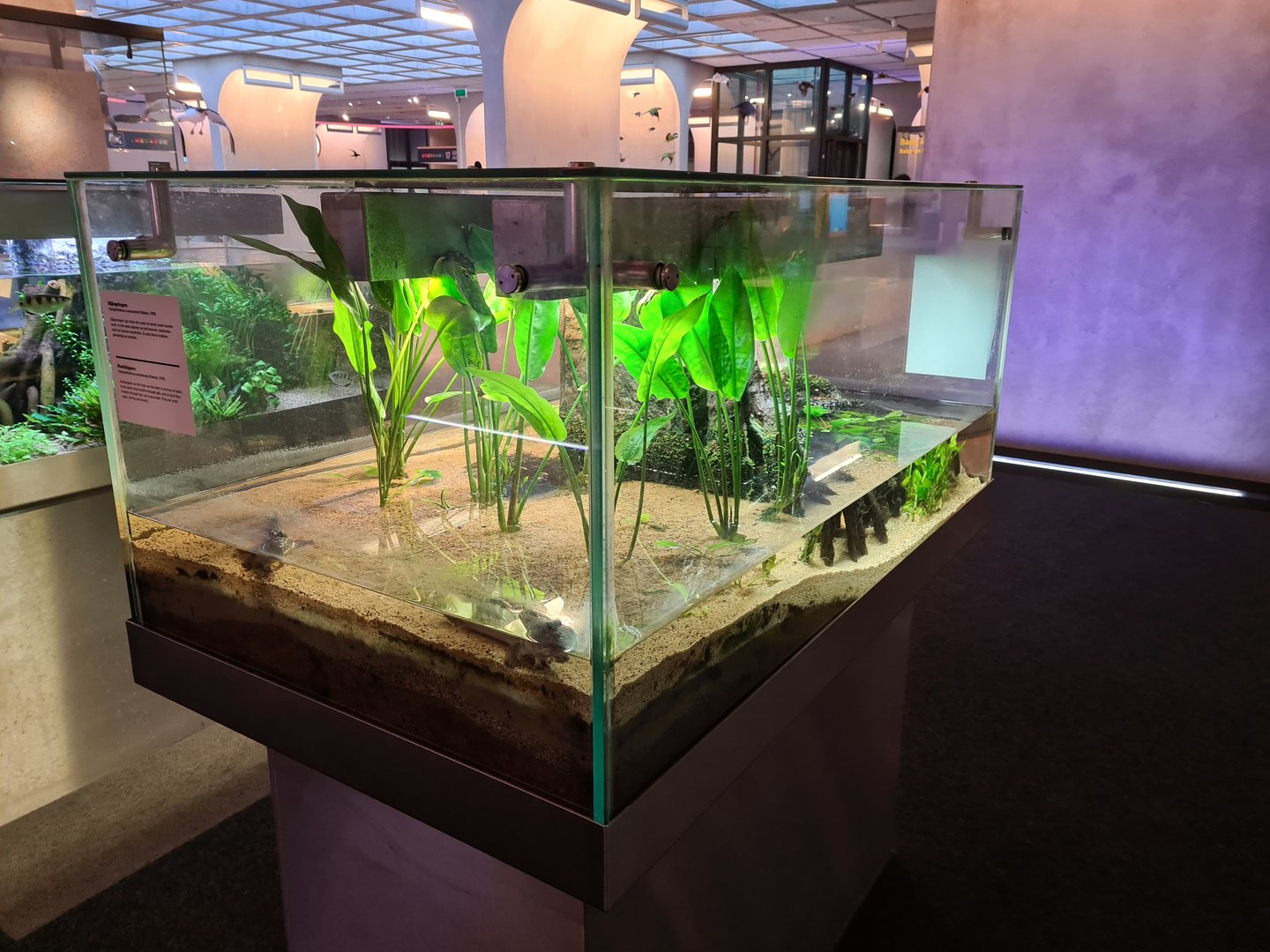 Mangrove aquarium in Omniversum