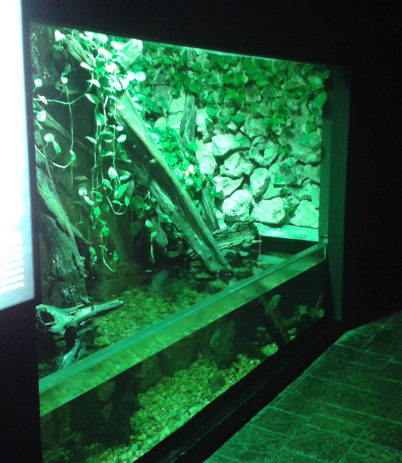 Mangrove aquarium
