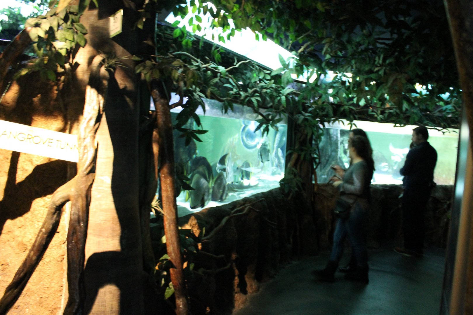 Mangrove-aquarium