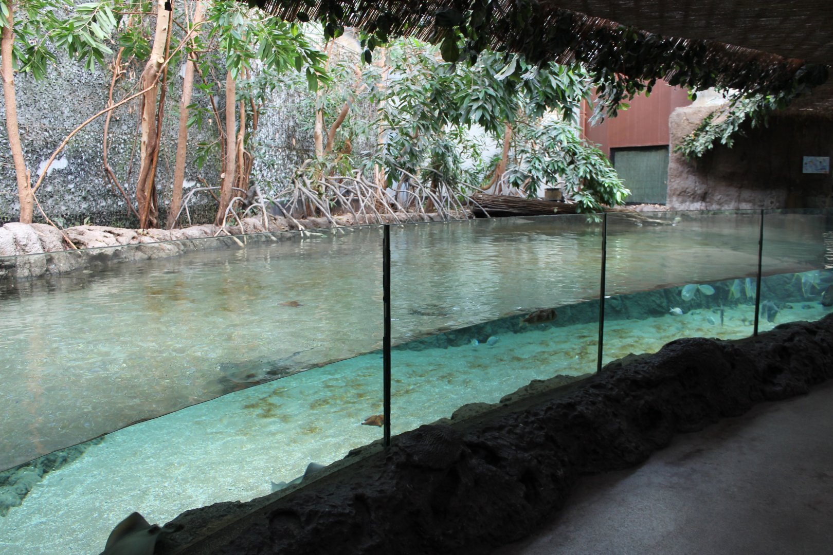 Mangrove-aquarium