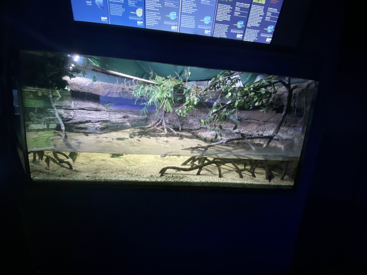 Mangrove aquarium