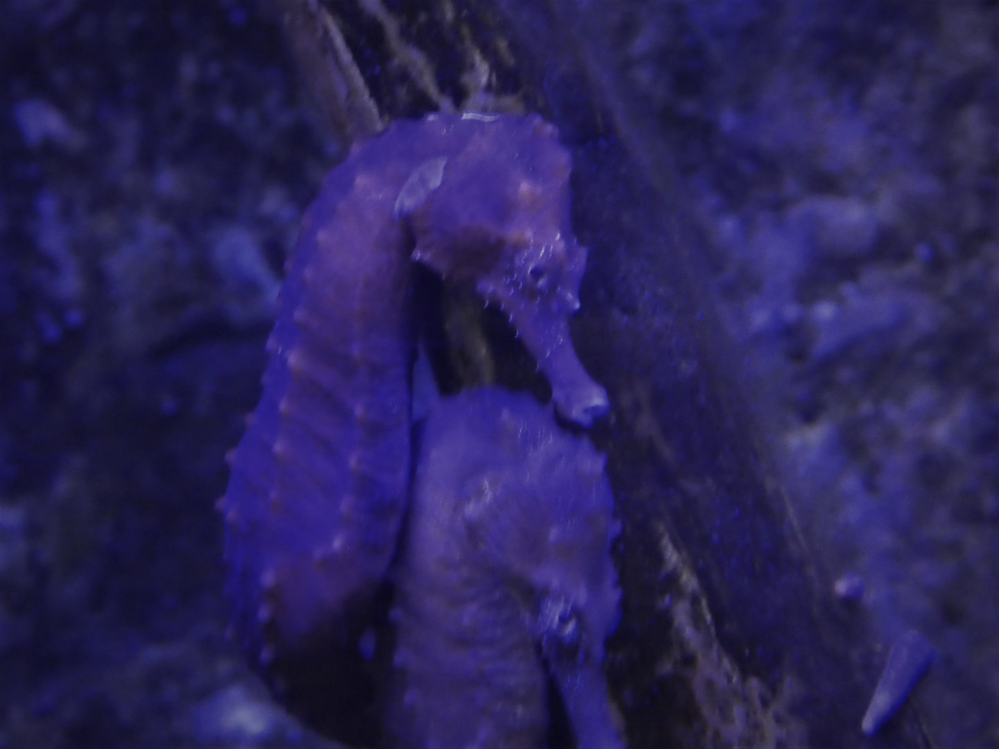 Mangrove Area - Lined Seahorses