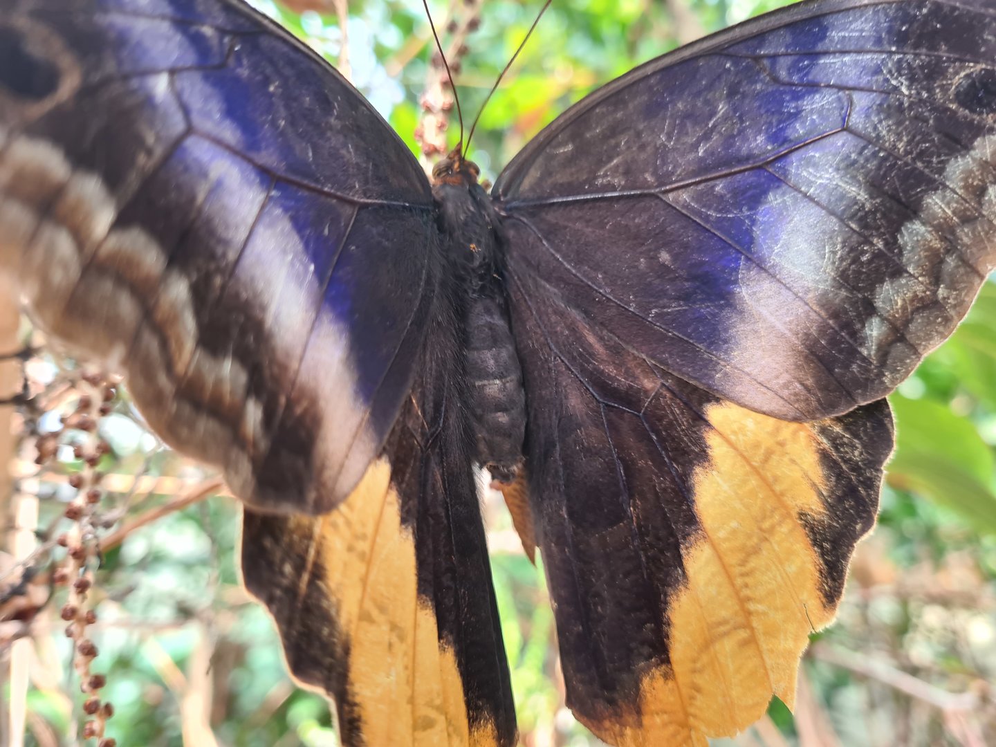 Mangrove - Banded owl butterfly