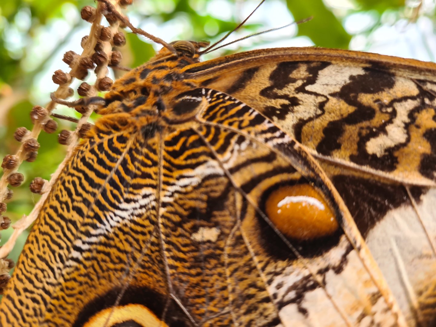 Mangrove - Banded owl butterfly