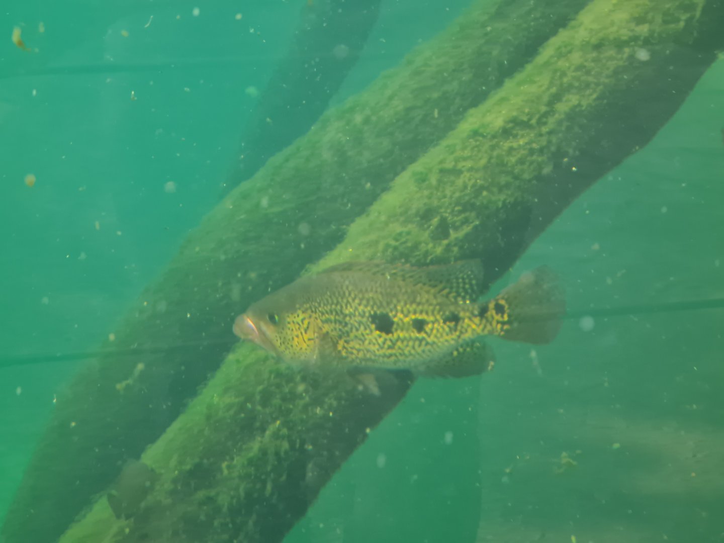 Mangrove - Bay snook