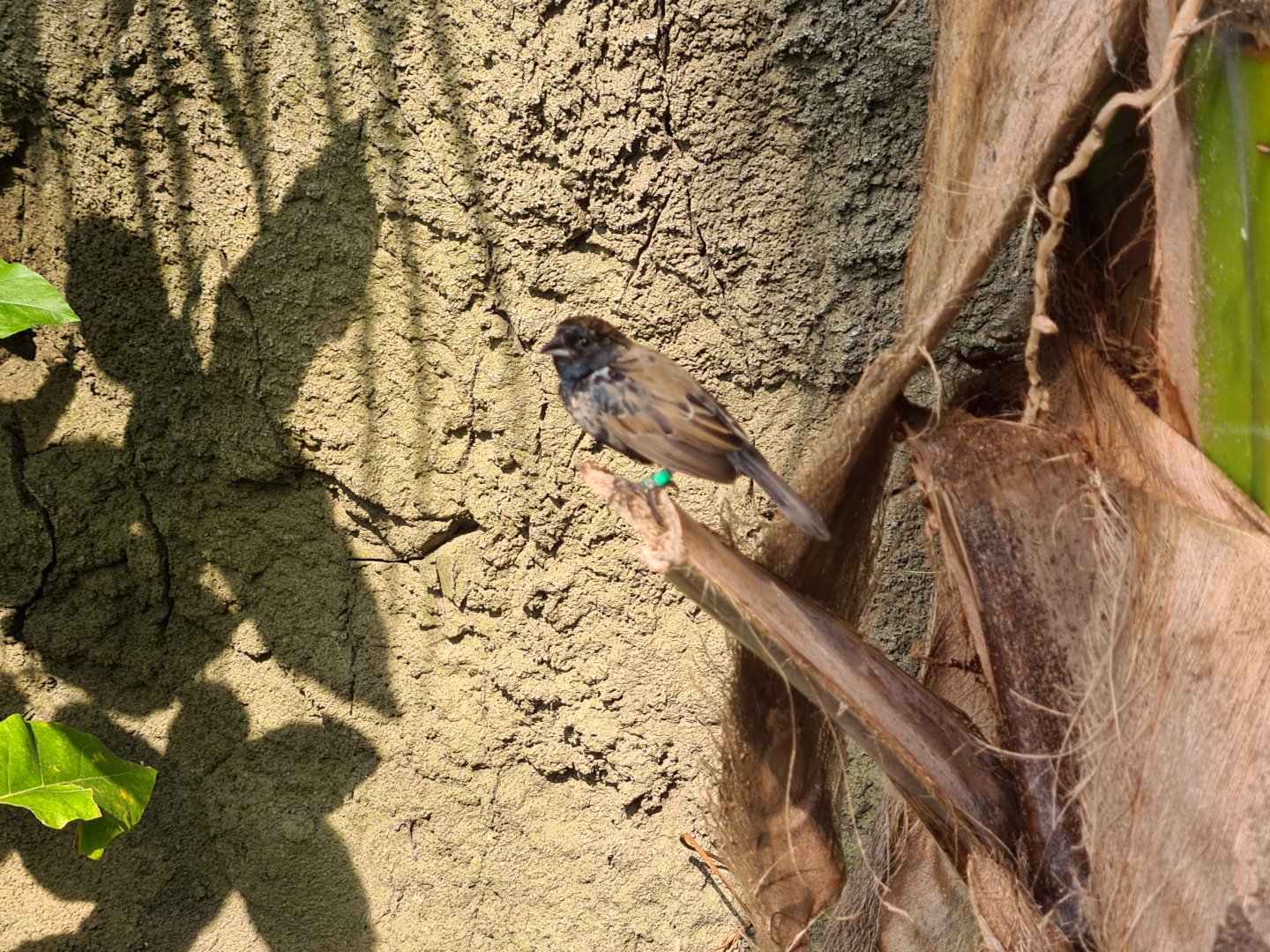Mangrove - Blue-backed grassquit