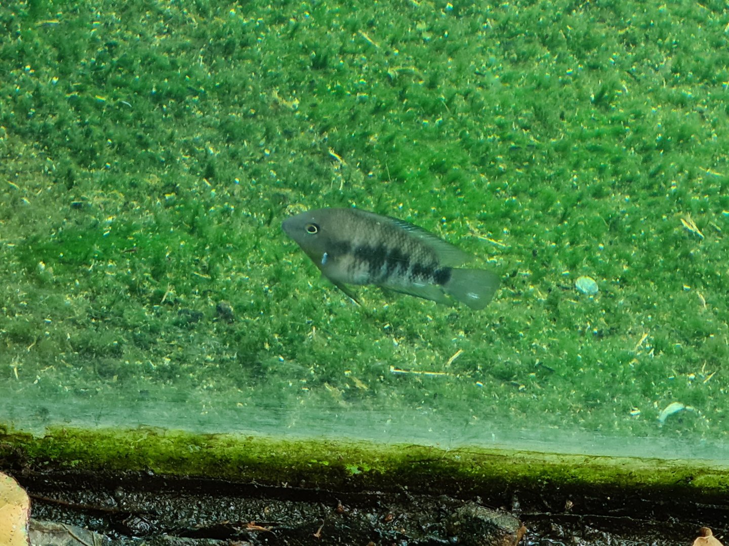 Mangrove - Blue-eyed cichlid