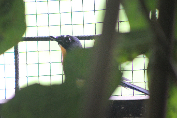 Mangrove blue flycatcher (Cyornis rufigastra) - PCBA
