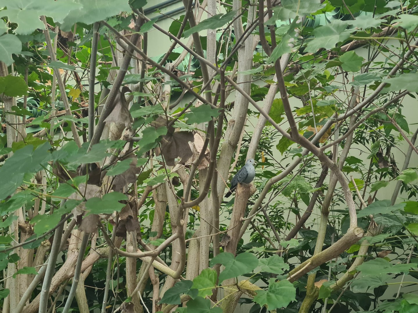 Mangrove - Blue ground dove