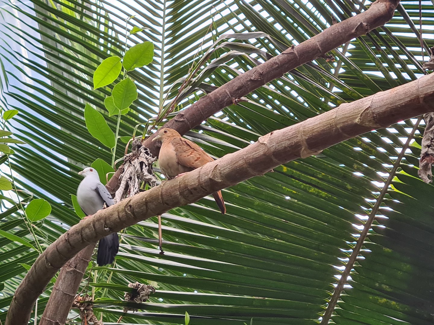 Mangrove - Blue ground doves