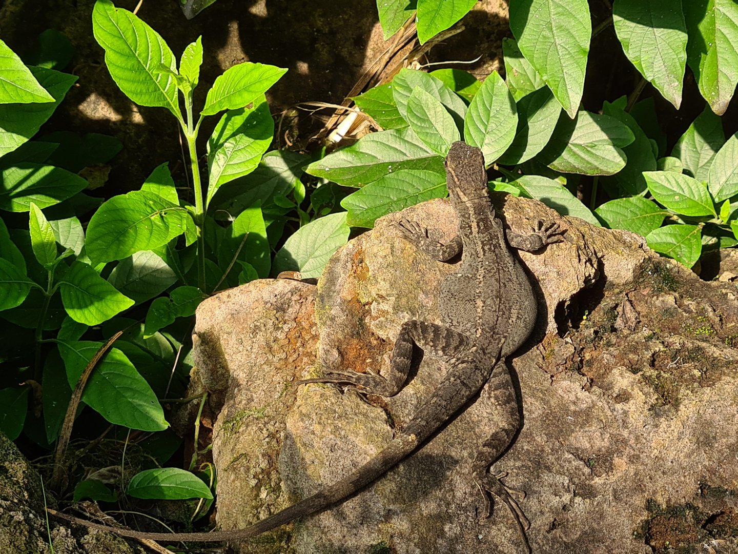 Mangrove - Brown basilisk