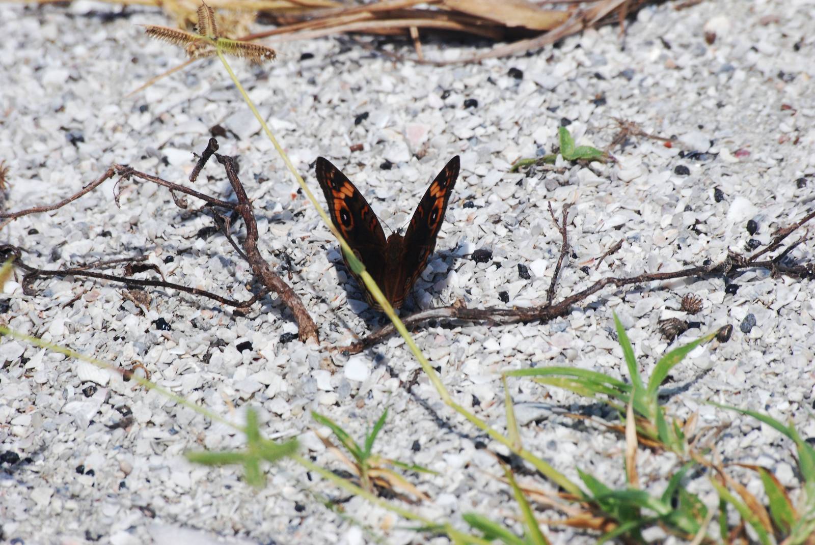 Mangrove Buckeye, Cayo Costa, October 2013