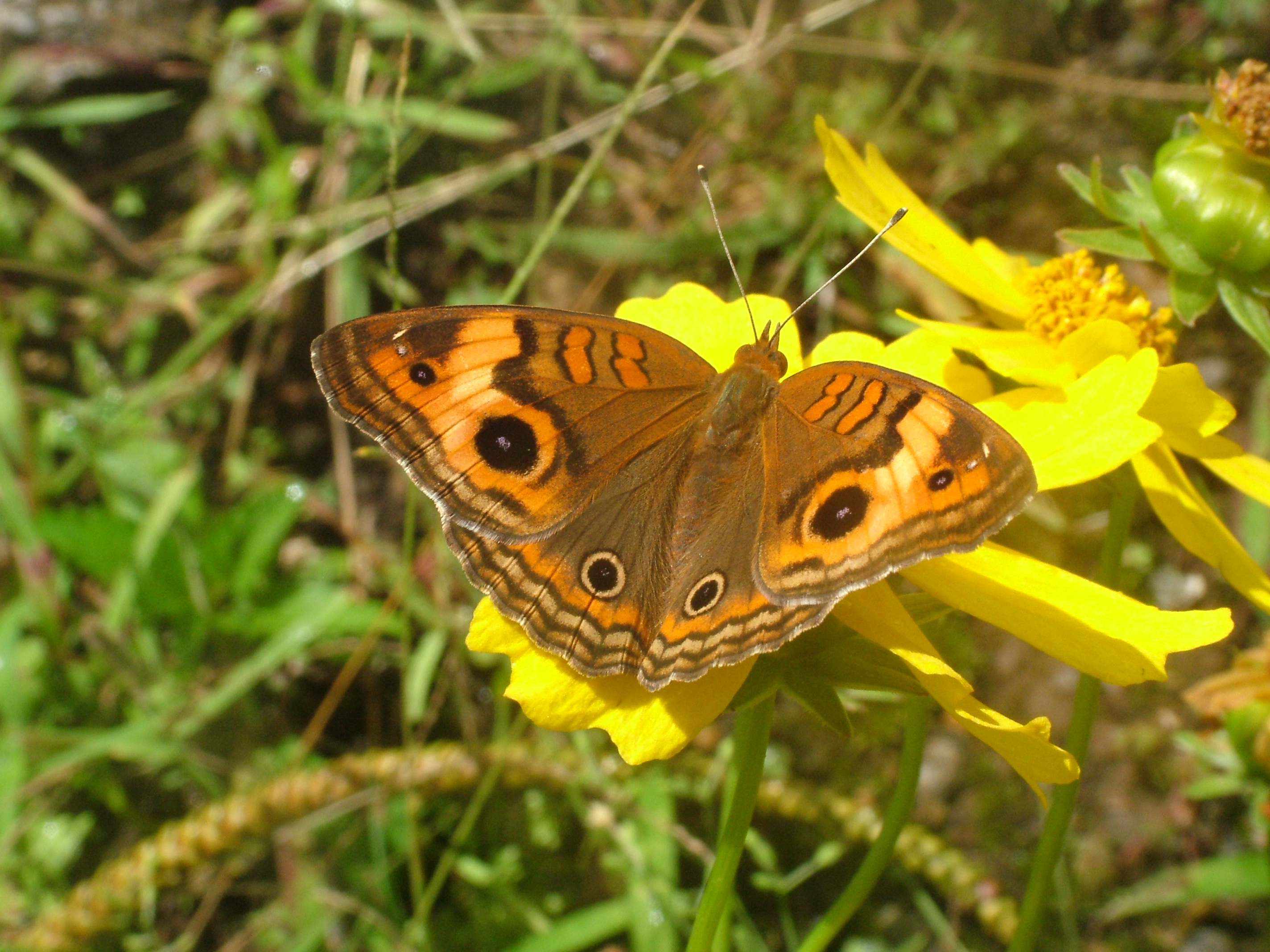 Mangrove Buckeye, Dominica, 2007