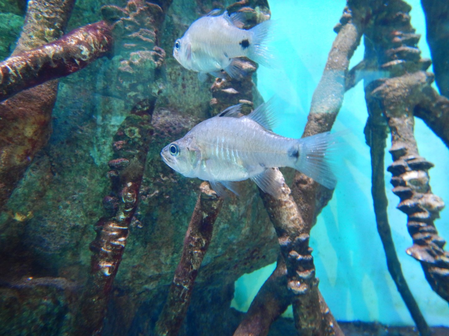 Mangrove Cardinalfish