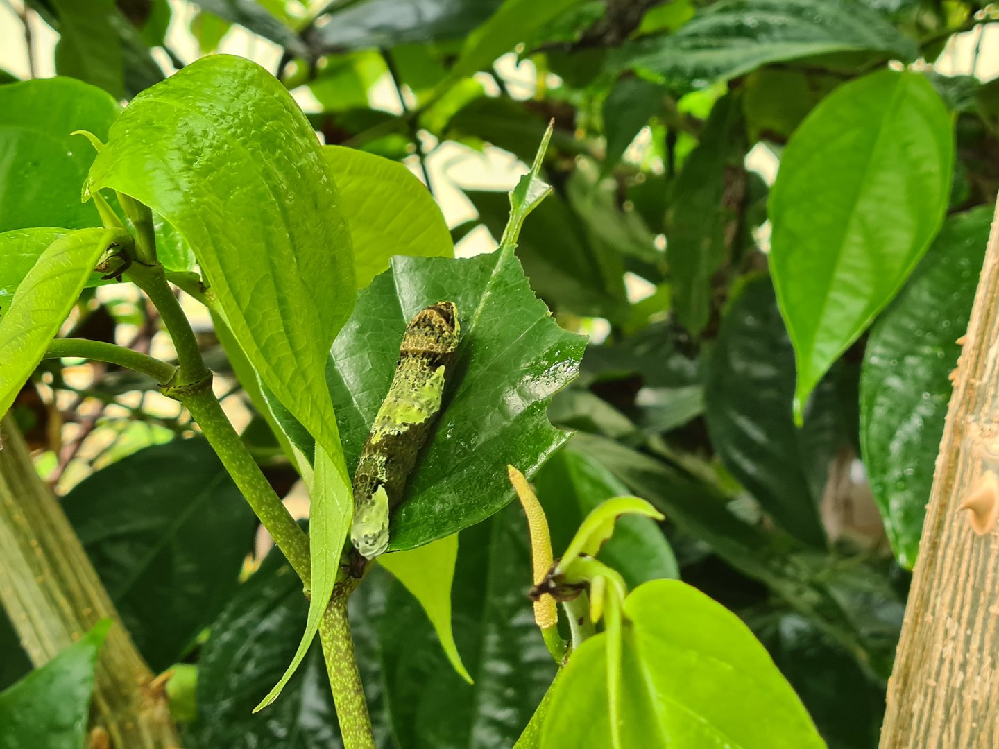 Mangrove - Caterpillar