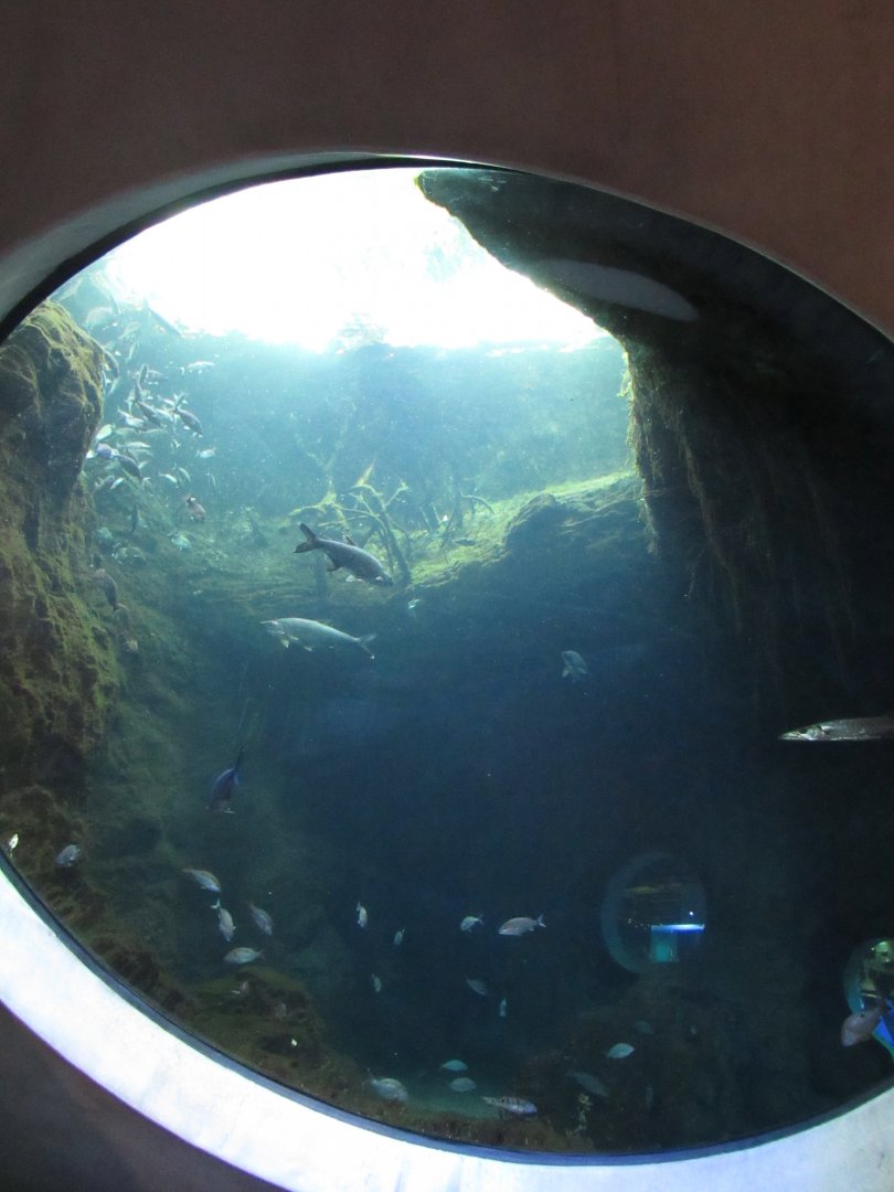 Mangrove Channels tank