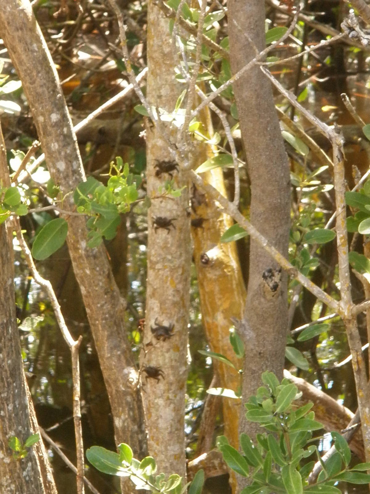 Mangrove Crab, Sanibel Island FL 2012