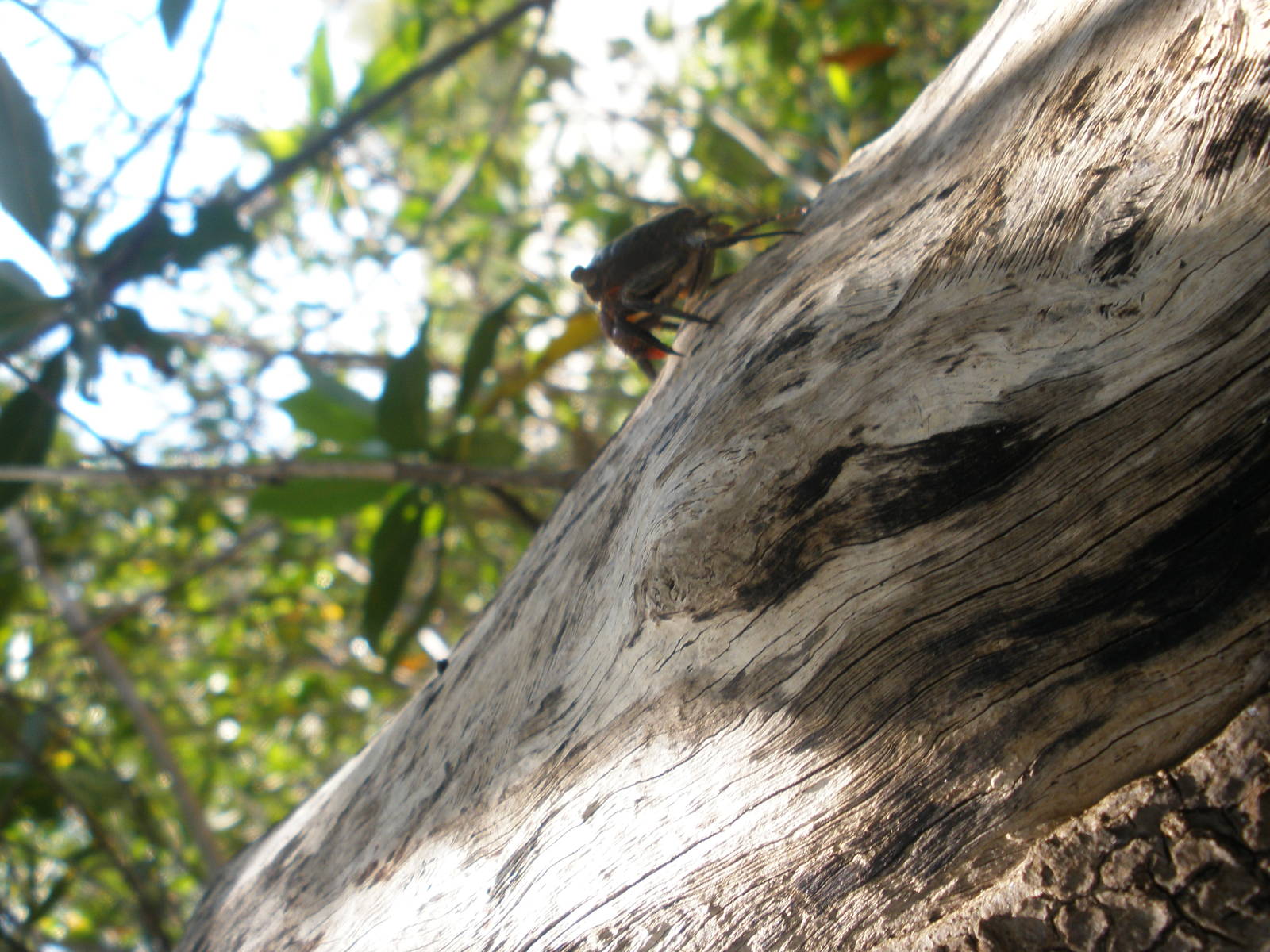 Mangrove Crab, Sanibel Island FL 2012