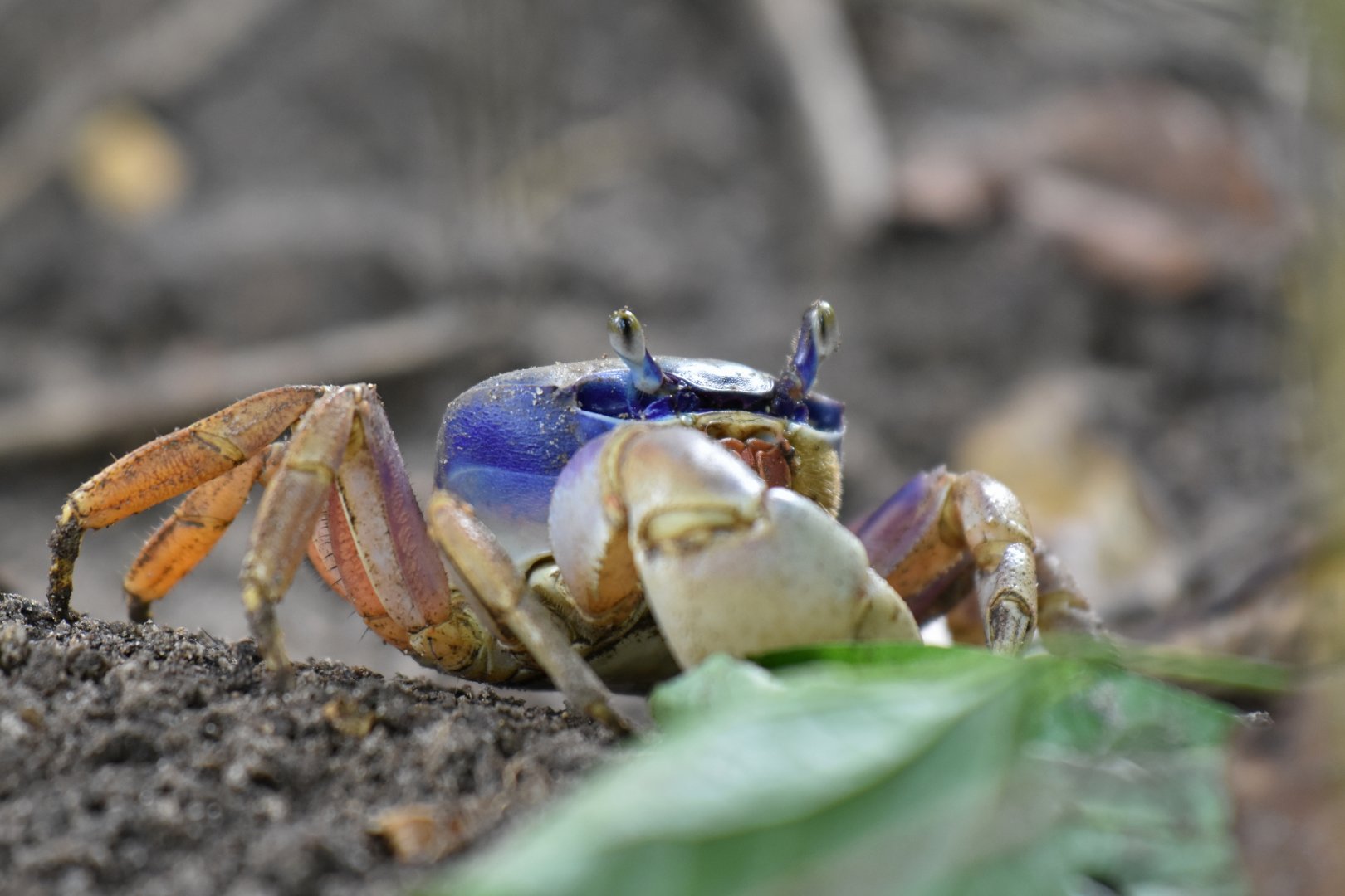 Mangrove crab