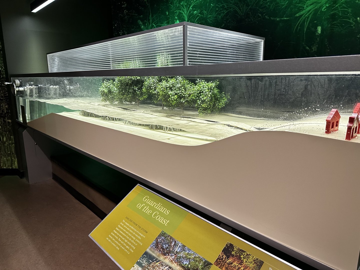 Mangrove Diorama Education