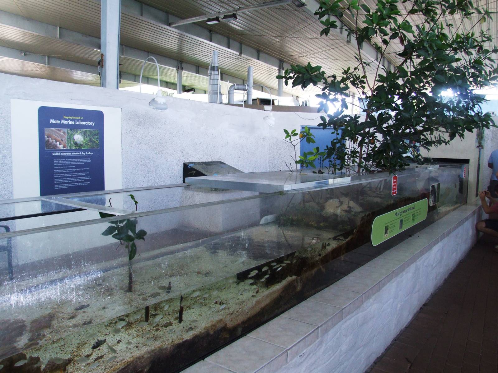 Mangrove Display at Mote, 07/10/13