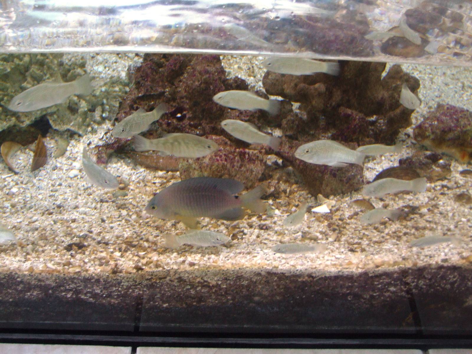 Mangrove Display at Mote, 07/10/13