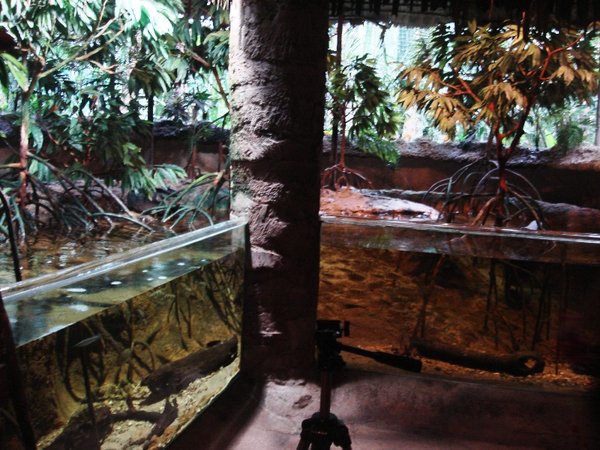 Mangrove display, Singapore Zoo