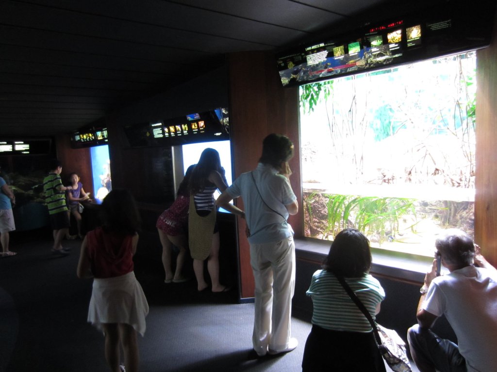 Mangrove display viewing