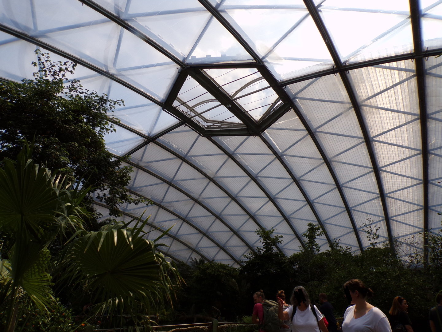 Mangrove dome 6.7.23