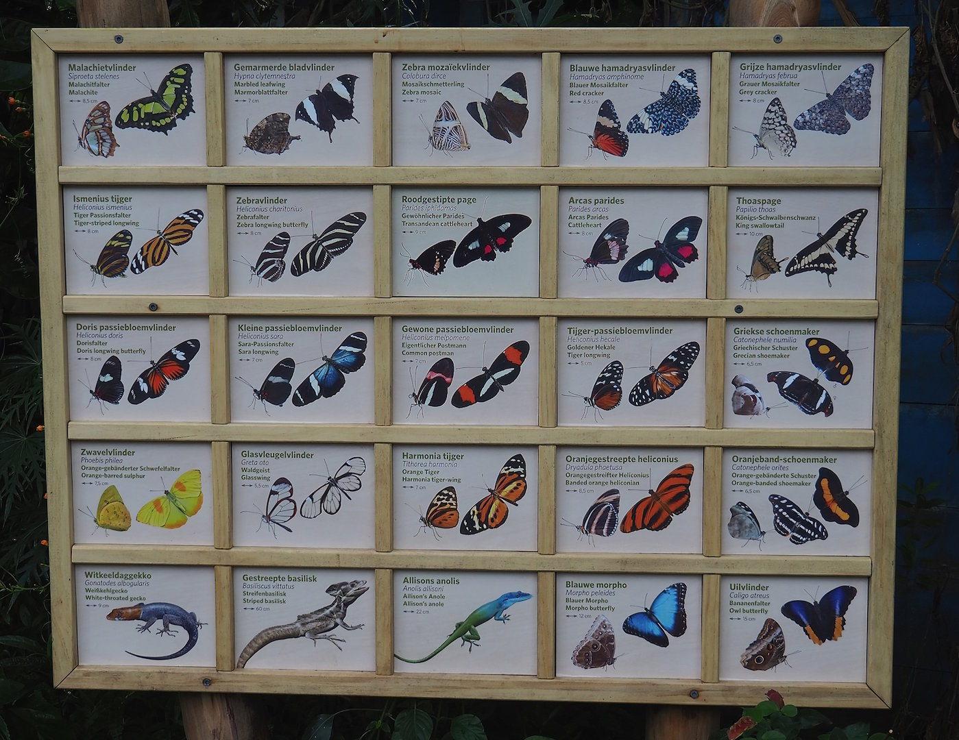 Mangrove ecodisplay butterfly and reptile signage, 2023-10-07