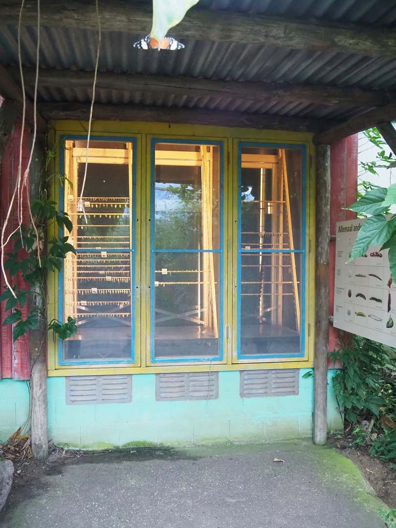 Mangrove ecodisplay butterfly hatching room, 2023-10-07